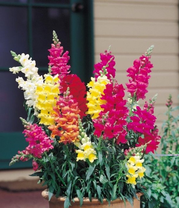 Renkli aslan ağzı bahçe çiçek örnekleri · Dekorasyon, Ev Dekorasyonu