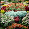 Renkli İngiliz Bahçesi Tasarımı