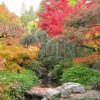 Renkli Japon Bahçesi Dizaynı
